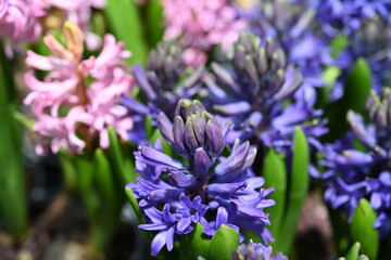 Large flower bed with multi-colored hyacinths, traditional easter flowers, flower background, easter spring background. Close up macro photo, selective focus. Ideal for greeting festive postcard.