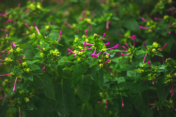 Floral background