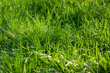 part of the field where green grass grows