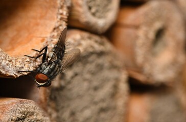 Niewielka pasożytnicza muchówka (Amobia sp.) z rodziny Sarcophagidae jest stałym bywalcem pomocy...