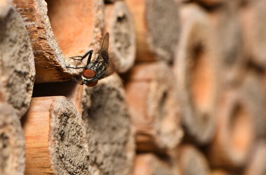 Niewielka pasożytnicza muchówka (Amobia sp.) z rodziny Sarcophagidae jest stałym bywalcem pomocy gniazdowych