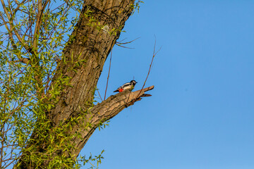 Dzięcioł duży odpoczywający na gałęzi © Piotr_Kardas