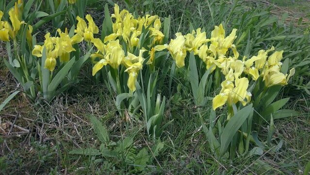 Group of yellow Pygmy iris or Dwarf iris (Iris pumila) against the background of grass, slow zoom.
