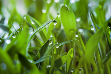 Fototapeta na wymiar peat growing cover of green lawn and wet grass with dew drops on a fresh early spring morning, environmentally friendly background on the theme of care and watering landscape design close-up.