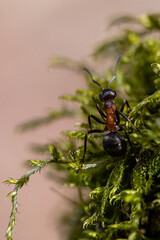 mrówka na mchu z bliska - obrazy, fototapety, plakaty