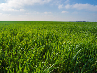 Green grass in a field with a blue cloudy sky.  An agricultural field where young green sprouts of winter wheat grow, a summer or spring landscape with a blue sky in sunny weather