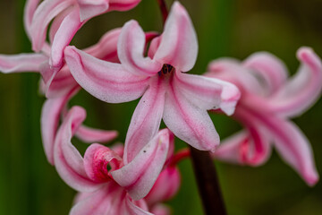 wiosenne kwiaty z bliska