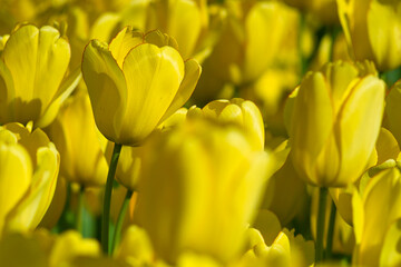 Beautiful yellow tulips in spring nature for card design and web banner - 506606774