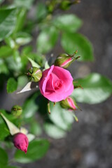 Single  Rose Shot Close. Various Fashion Rose.