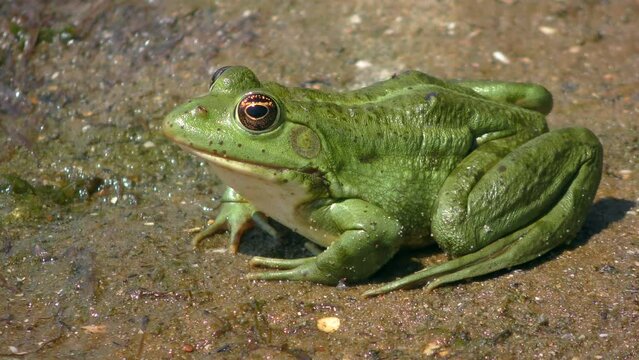 Green Marsh frog or Eurasian marsh frog (Pelophylax ridibundus) sits on wet sand, side view, close-up.