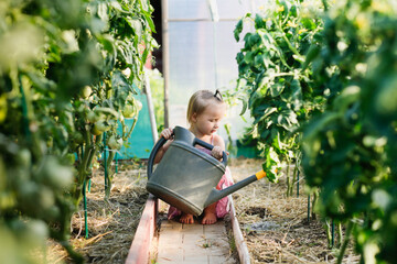 cute toddler girl with a big watering can waters tomato bushes in greenhouse in summer, helping children in the garden and taking care of plants. Montessori with child in countryside © natalialeb