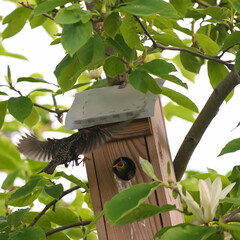 Bird home with chicks in the garden