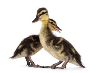 Cute duo little wild duck duckling, standing side ways with happy expression. Isolated on a white background.