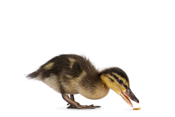 Cute little wild duck duckling, standing side ways and eating worm from the floor. Isolated on a white background.