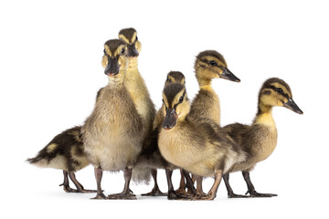 Group of cute little wild duck duckling, standing together and looking towards camera. Isolated on a white background.
