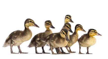 Group of cute little wild duck duckling, standing together and looking towards camera. Isolated on a white background.