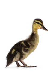 Cute little wild duck duckling, standing side ways and looking towards camera. Isolated on a white background.
