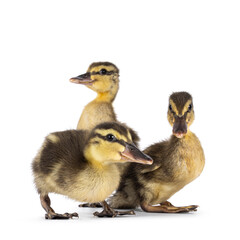 Group of 3 cute little wild duck duckling, standing togerther and looking towards camera. Isolated on a white background.
