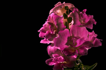 Macro photo of pink flowers snapdragon large with a pattern of smoke on a black background