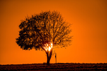 Lonely tree by the road at sunrise in autumn. Photographed in October in the area of ​​southern...