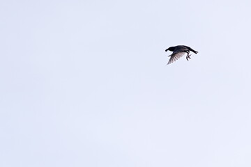 The starling in flight against the bright sky