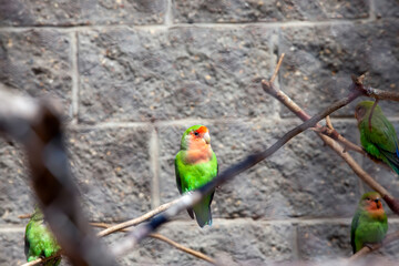 green parrots sitting in a cage in the zoo