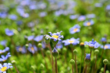 Felicia amelloides, the blue daisy bush or blue felicia, is a hairy, soft, usually perennial, evergreen plant, in the family Asteraceae. It can be found along the southern coast of South Africa. It gr