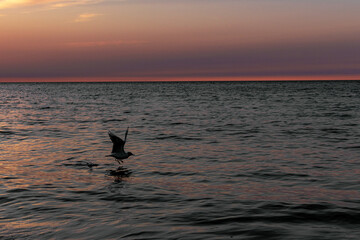 Fototapeta premium seagull sea sunset
