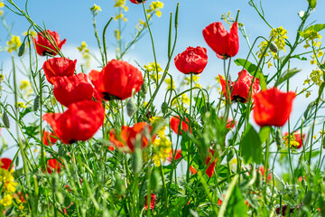 field of red poppy flowers and yellow rapeseed on sunny day Sping came concept Hello March, April, May