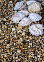 Large Seashells In A Seaside Cottage Garden, Devon