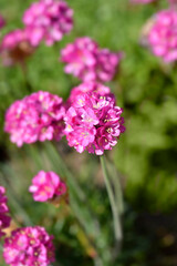 Fototapeta premium Sea Thrift Dusseldorf Pride