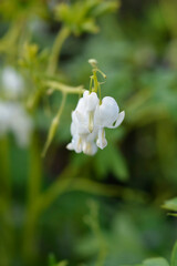 Bleeding heart