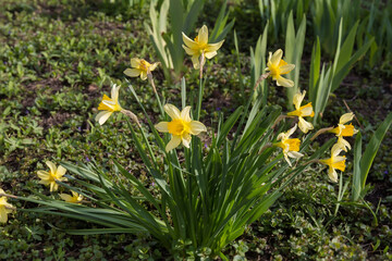 Obraz premium Bush of flowering narcissus with yellow flowers on flower bed