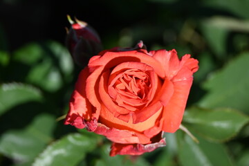 Sıngle Rose Shot Close. Varıous Fashıon Rensk Rose.