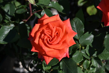 Sıngle Rose Shot Close. Varıous Fashıon Rensk Rose.