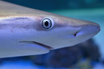 shark eye close up detail