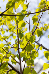 beautiful sunlight-lit birch foliage in spring
