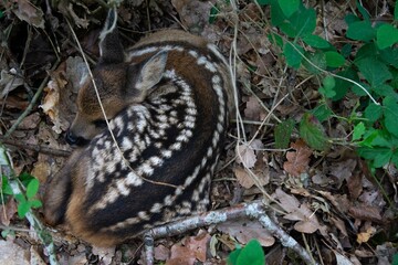Faon de chevreuil