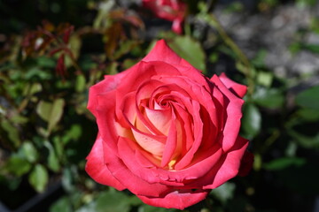 Sıngle Rose Shot Close. Varıous Fashıon Rensk Rose.