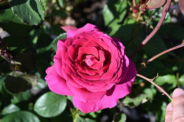 Sıngle Rose Shot Close. Varıous Fashıon Rensk Rose.