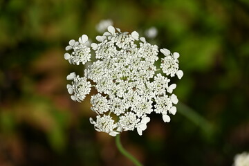 Wild carrot.Daucus carota, whose common names include wild carrot, bird's nest, bishop's lace, and...