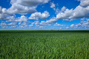 green cereal field with wheat in summer