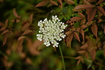 Wild carrot.Daucus carota, whose common names include wild carrot, bird's nest, bishop's lace, and Queen Anne's lace, is a flowering plant in the family Apiaceae, native to temperate regions of EU
