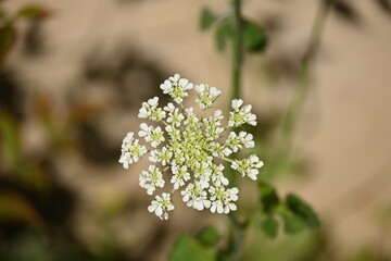Wild carrot.Daucus carota, whose common names include wild carrot, bird's nest, bishop's lace, and Queen Anne's lace, is a flowering plant in the family Apiaceae, native to temperate regions of EU

