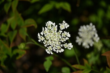Wild carrot.Daucus carota, whose common names include wild carrot, bird's nest, bishop's lace, and Queen Anne's lace, is a flowering plant in the family Apiaceae, native to temperate regions of EU
