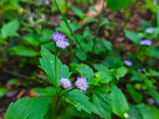 flower in the garden
