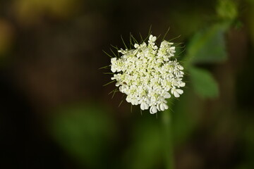 Wild carrot.Daucus carota, whose common names include wild carrot, bird's nest, bishop's lace, and Queen Anne's lace, is a flowering plant in the family Apiaceae, native to temperate regions of EU
