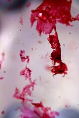 Deep red solid splashes of dried ink suspended in water and surrounded by small bubbles - abstract deep space concept - splatter that looks like blood and grunge