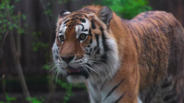 Tiger on a walk. Portrait of a beautiful tiger. Big cat close-up. Tiger looks at you. Portrait of a big cat. Slow motion 120 fps, ProRes 422,10 bit video