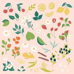 Set of vector berries leaves and fruits isolated on pink background. Cartoon flat Hand drawn collection